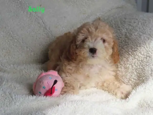 Bichonpoo.  Toy size. - Photo 3