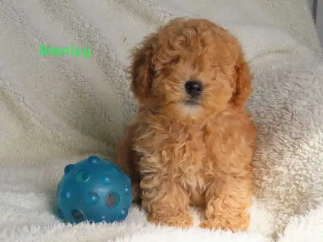 Bichonpoo.  Toy size. - Photo 4