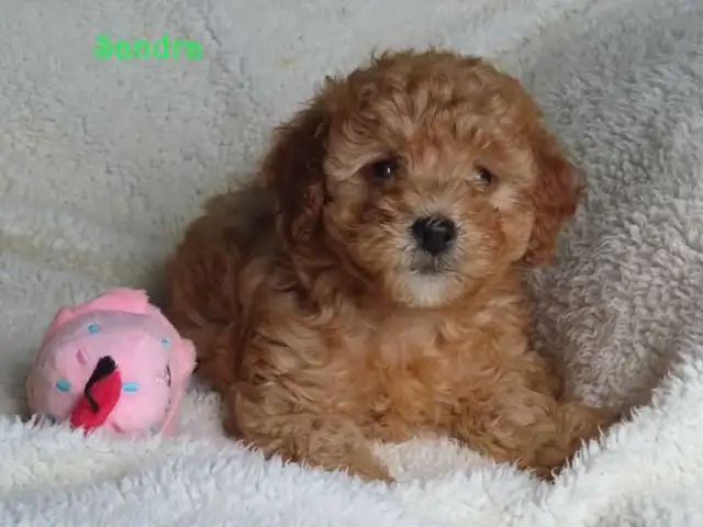 Bichonpoo.  Toy size. - Photo 5