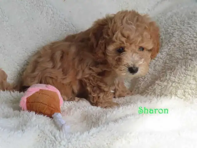 Bichonpoo.  Toy size. - Photo 6