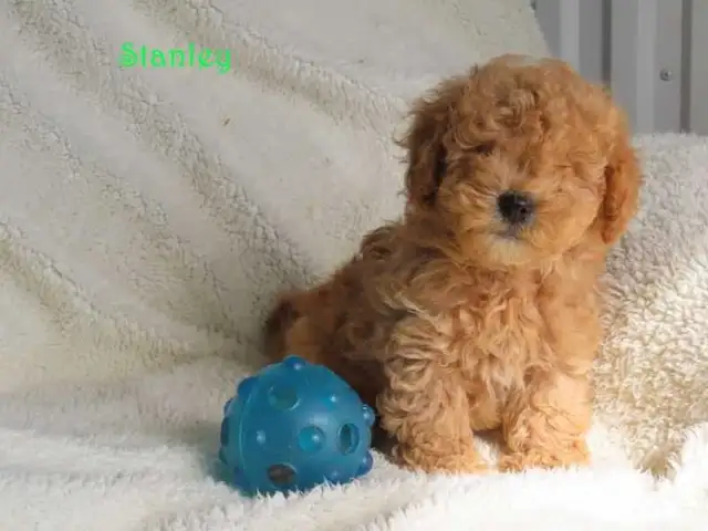 Bichonpoo.  Toy size. - Photo 7