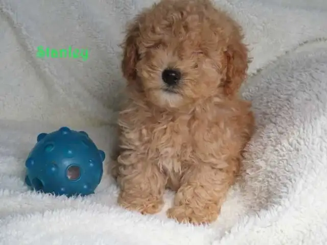Bichonpoo.  Toy size. - Photo 8
