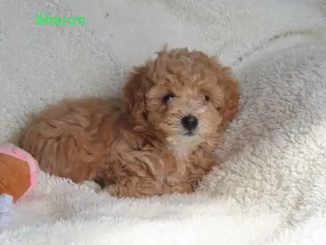 Bichonpoo.  Toy size. - Photo 9