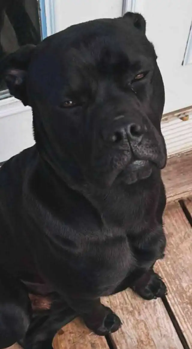 cane corso