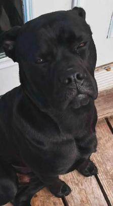 cane corso