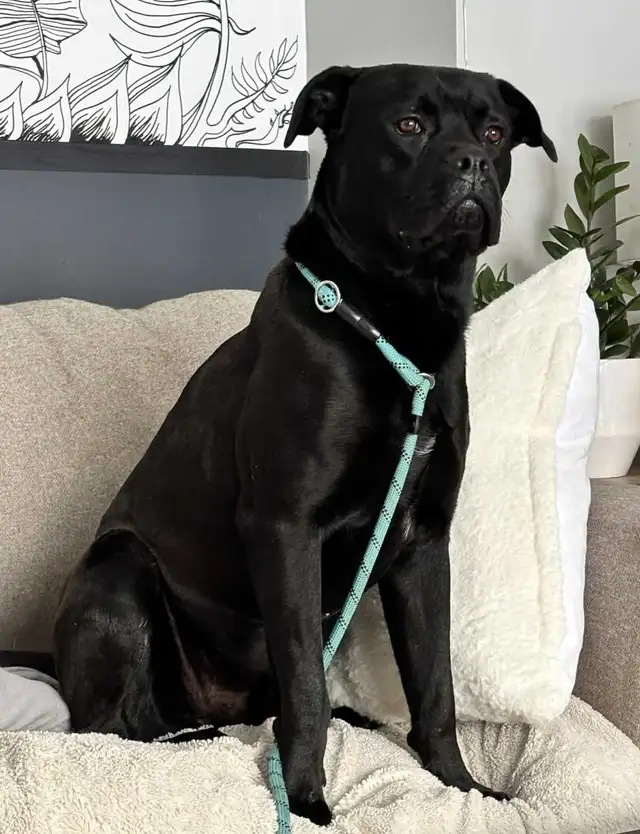 cane corso - Photo 2