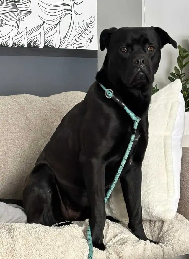 cane corso - Photo 3