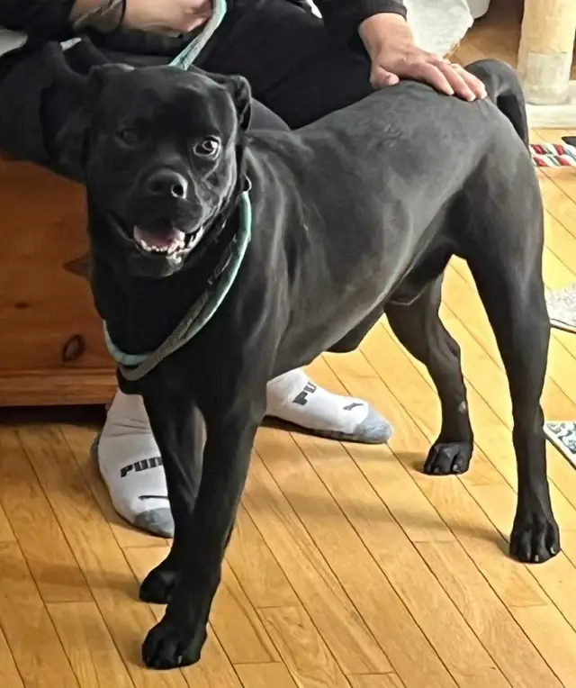 cane corso - Photo 5