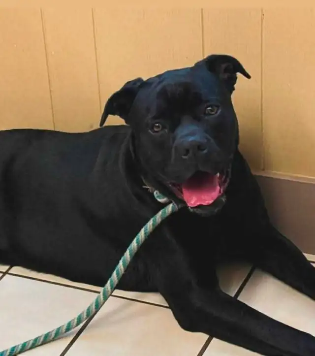 cane corso - Photo 6