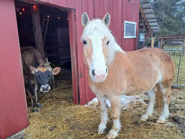 Horse for sale - Photo 2