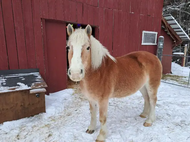 Horse for sale - Photo 3