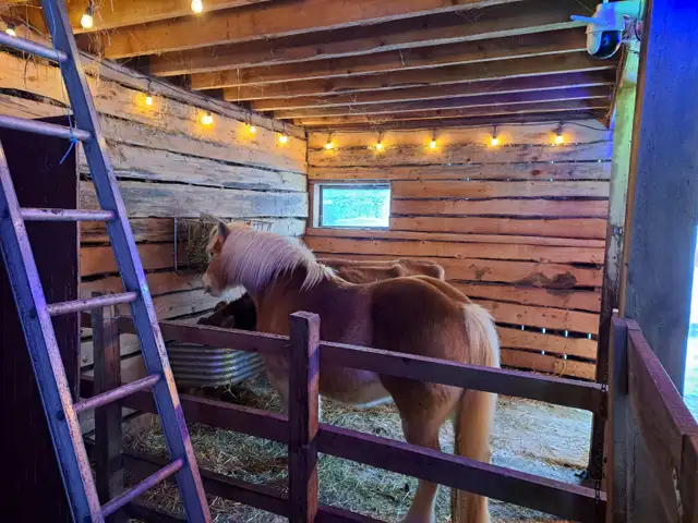 Horse for sale - Photo 4