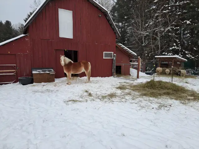 Horse for sale - Photo 5