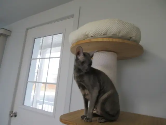 femelle rex cornish micropucé vermifugé pas stérilisé 14 mois - Photo 2