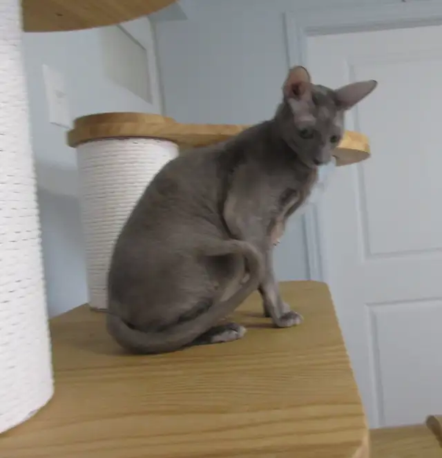 femelle rex cornish micropucé vermifugé pas stérilisé 14 mois - Photo 4