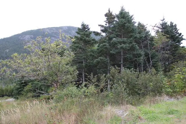 Land-Beachy Cove Brook & Hill as Your Backdrop! - Photo 3