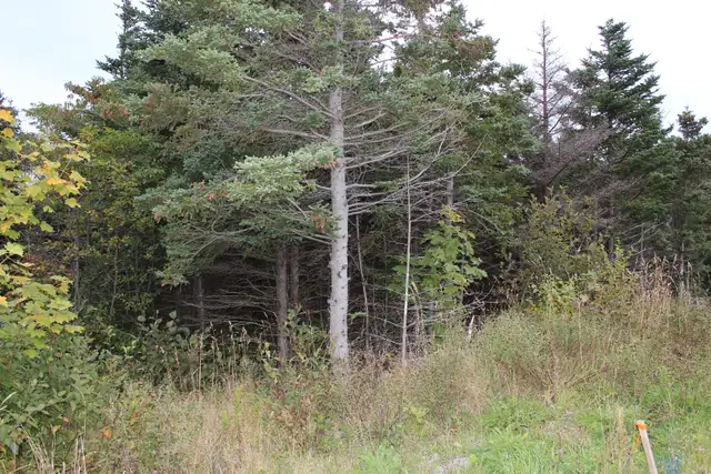 Land-Beachy Cove Brook & Hill as Your Backdrop! - Photo 4