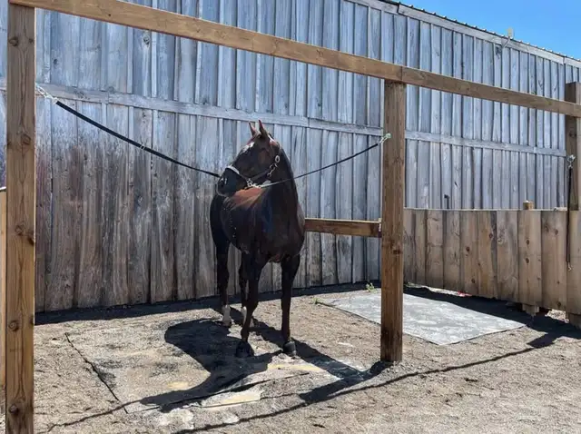 Full Care Horse Board - Photo 8