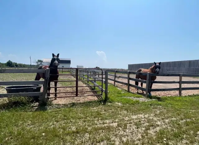 Full Care Horse Board - Photo 9