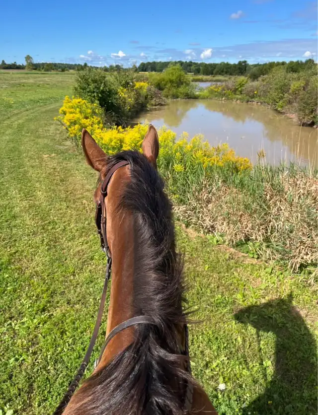 Full Care Horse Board - Photo 10