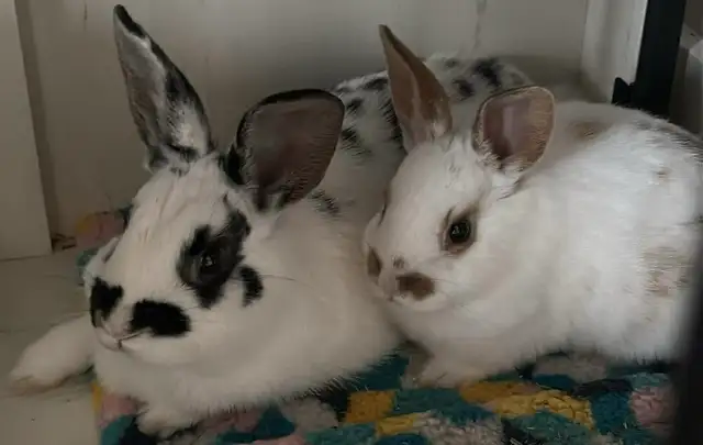 bunnies looking to rehome