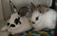 bunnies looking to rehome