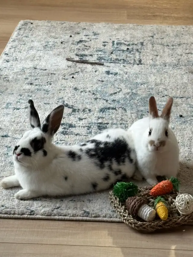 bunnies looking to rehome - Photo 2
