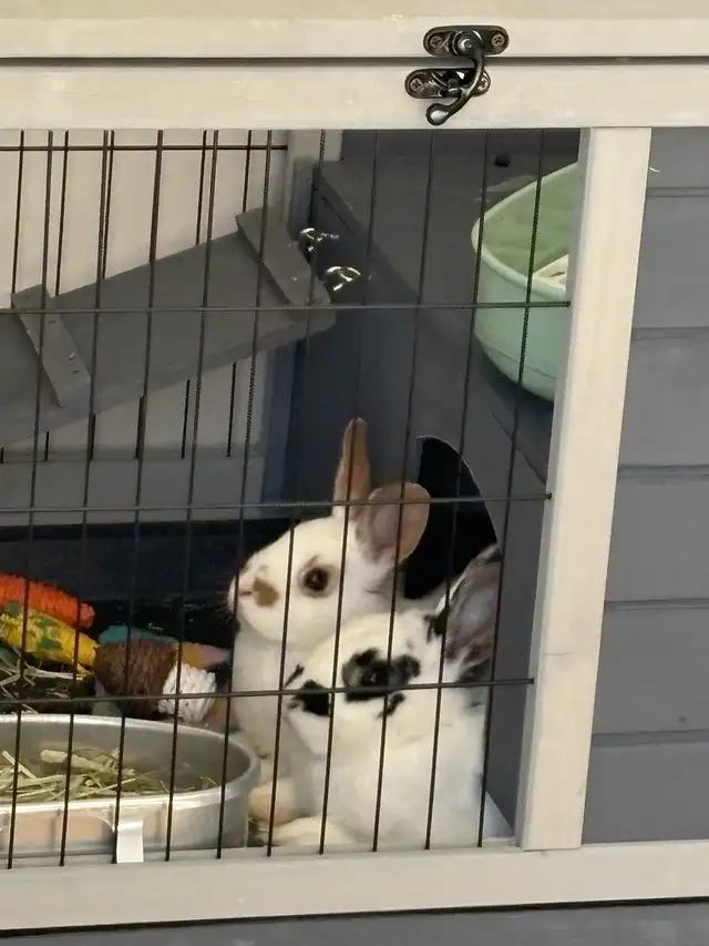 bunnies looking to rehome - Photo 3