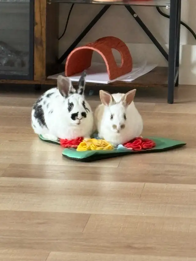 bunnies looking to rehome - Photo 4