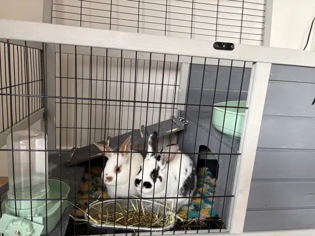 bunnies looking to rehome - Photo 5