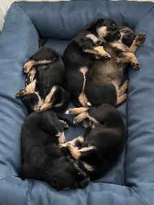 Adorable Home & Family Pups for Rehoming