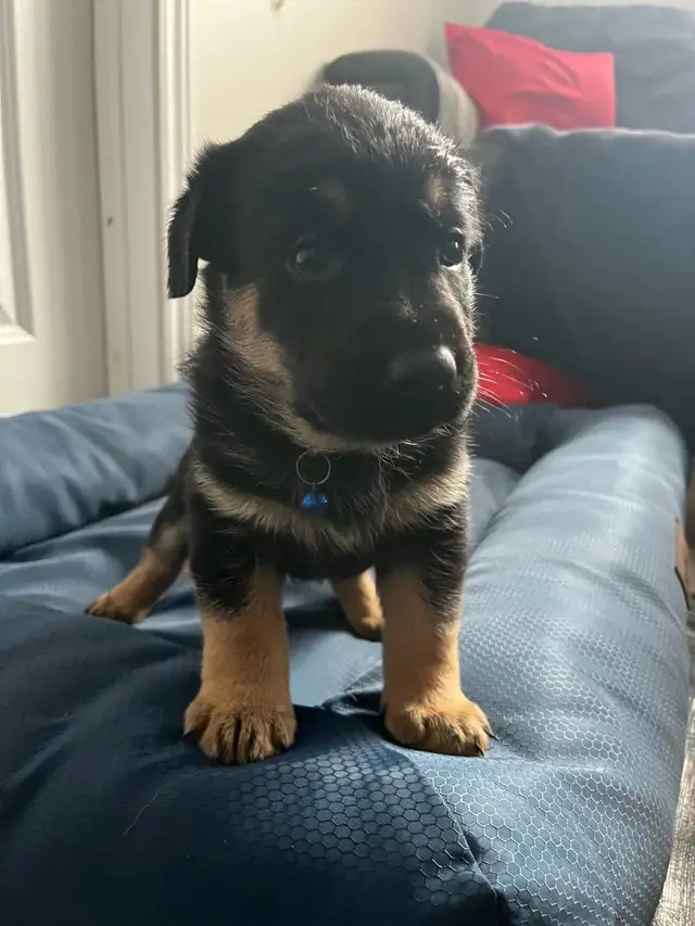 Adorable Home & Family Pups for Rehoming - Photo 2