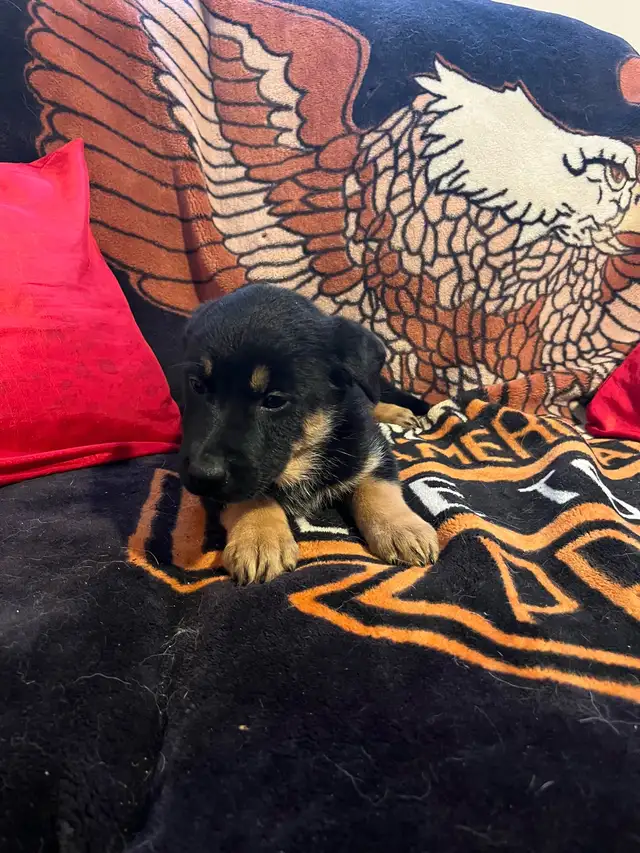 Adorable Home & Family Pups for Rehoming - Photo 3