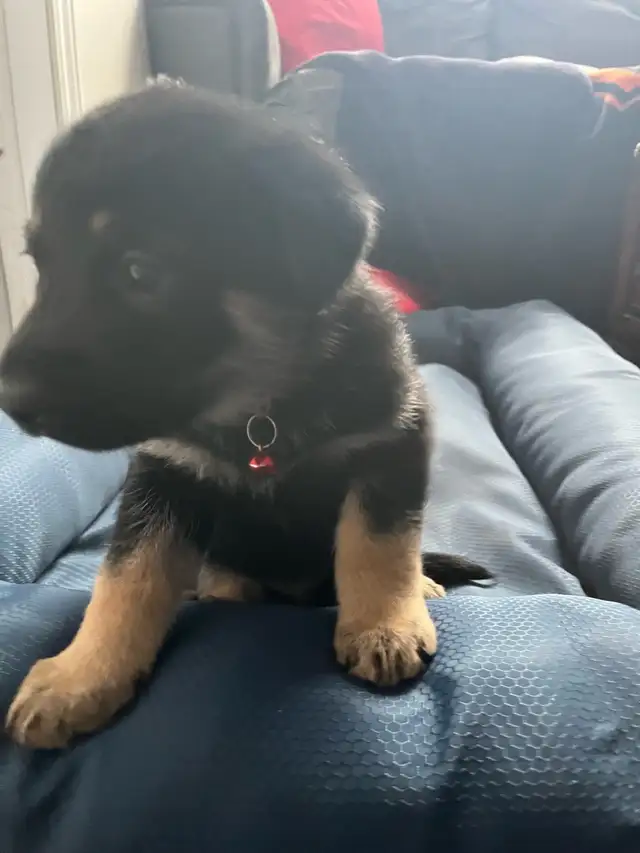 Adorable Home & Family Pups for Rehoming - Photo 4