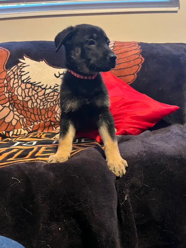 Adorable Home & Family Pups for Rehoming - Photo 5