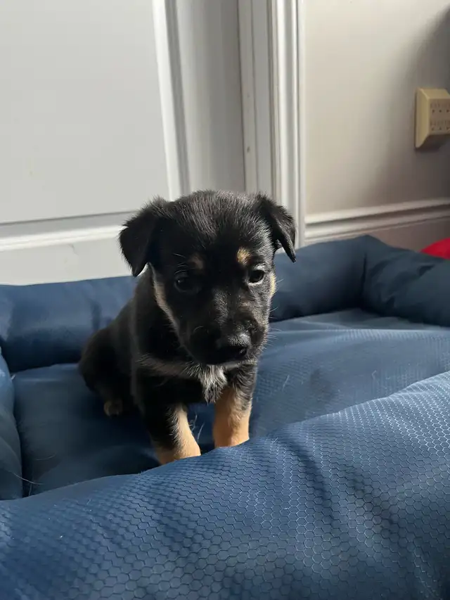 Adorable Home & Family Pups for Rehoming - Photo 6