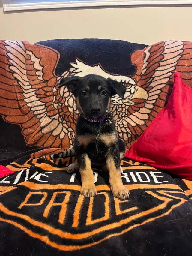 Adorable Home & Family Pups for Rehoming - Photo 7