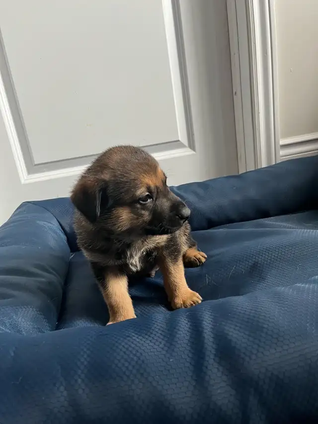 Adorable Home & Family Pups for Rehoming - Photo 8