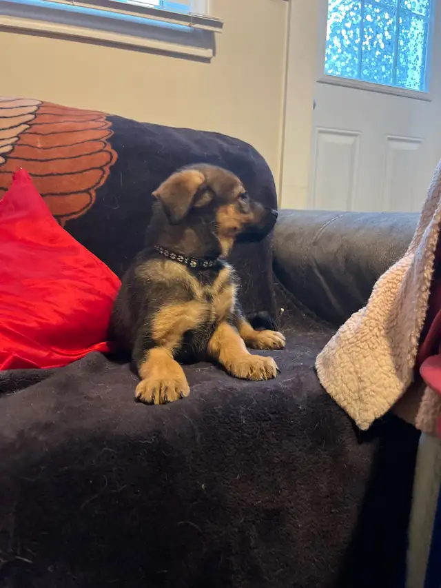 Adorable Home & Family Pups for Rehoming - Photo 9