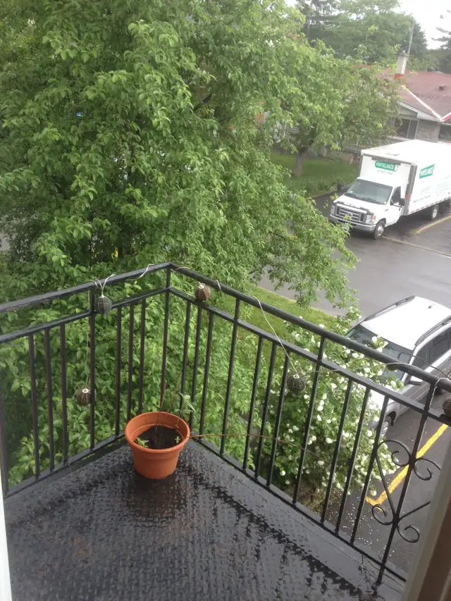 MAY- large 3 bed Dining walking  to General Hospital 1500 sq.ft - Photo 6