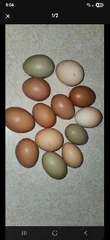 Free range eggs $5