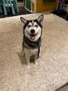 Minature Alaskan Husky