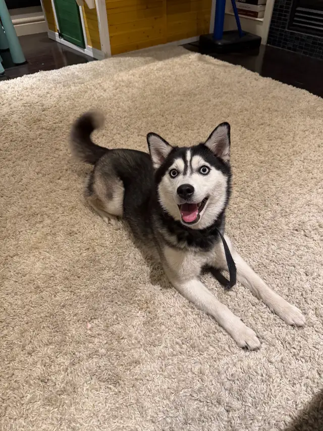 Minature Alaskan Husky - Photo 2