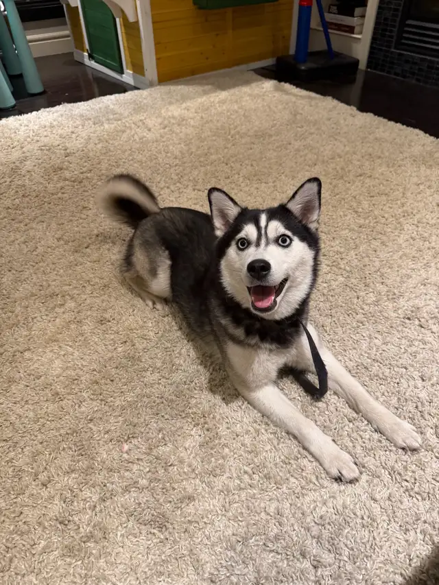 Minature Alaskan Husky - Photo 3