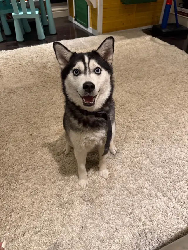 Minature Alaskan Husky - Photo 4