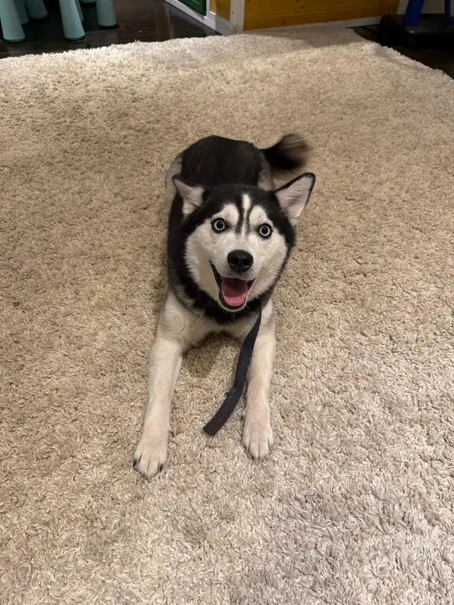 Minature Alaskan Husky - Photo 5