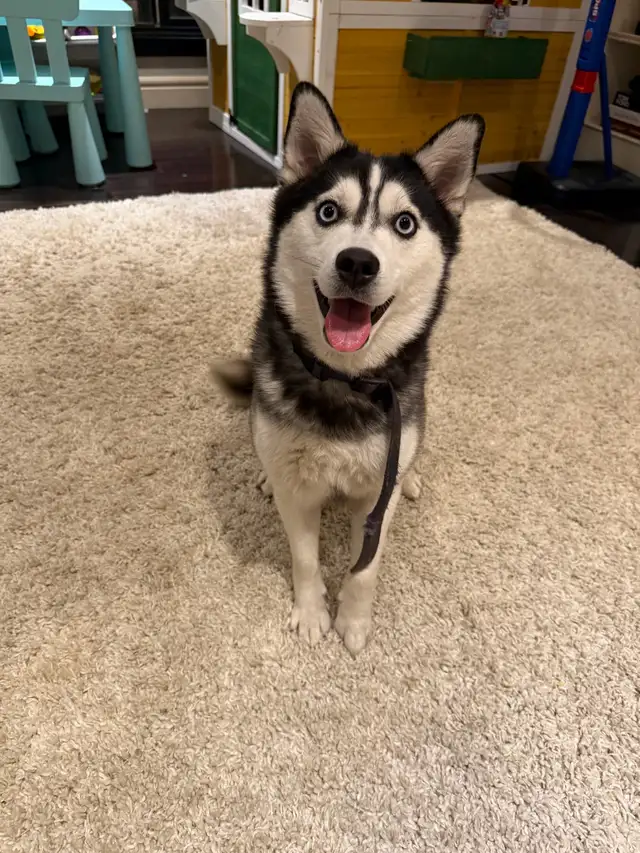 Minature Alaskan Husky - Photo 6