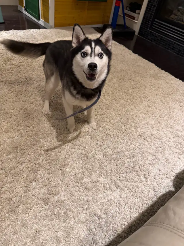 Minature Alaskan Husky - Photo 7