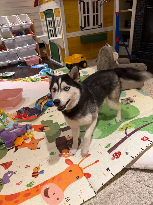 Minature Alaskan Husky - Photo 8