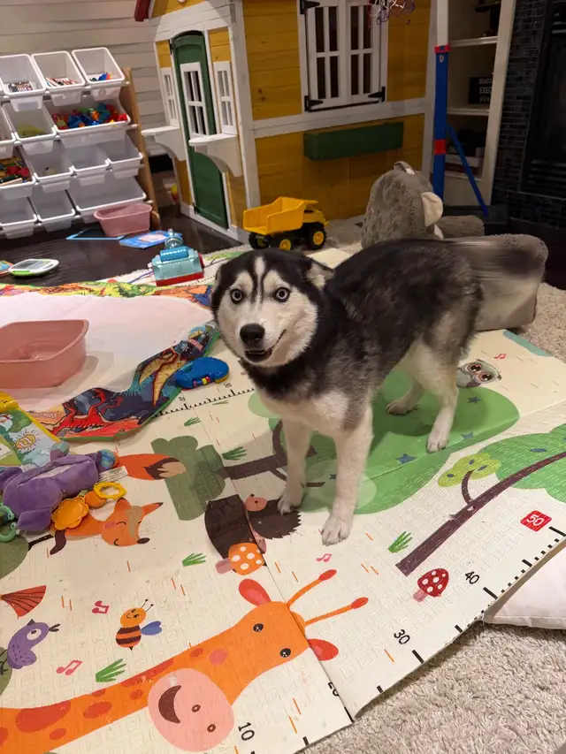 Minature Alaskan Husky - Photo 9